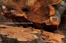 Abbattuto il faggio ultracentenario del parco Mantegazza