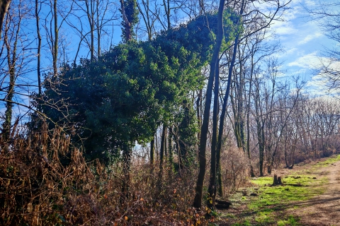 Albero pericolante nel parco di Giubiano