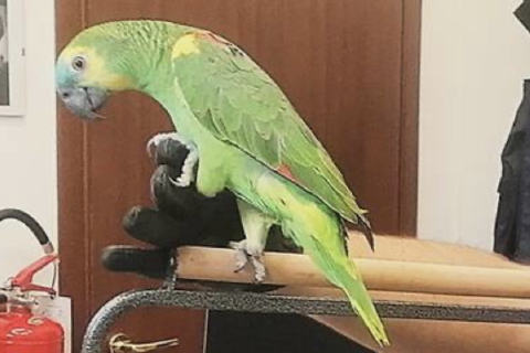 Pappagallo malato. Ma era una truffa