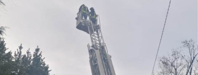 Salvato gatto in cima a un pino