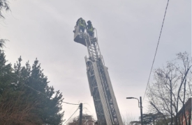 Salvato gatto in cima a un pino