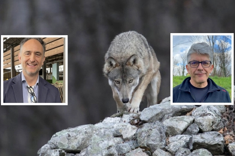 Lupi e allarmismo. La Regione è con Martinoli