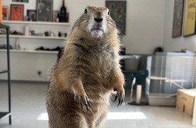 Cane della prateria disperso a Sesto, il proprietario chiede aiuto