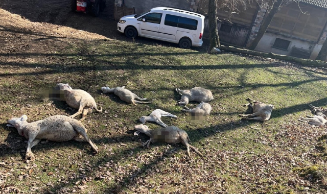 Alcune delle pecore e alcuni agnelli uccisi lunedì in un allevamento della Rasa da un predatore che dev’essere ancora identificato