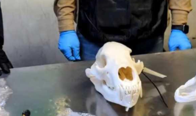 Il cranio spacciato per trofeo di caccia: confiscato