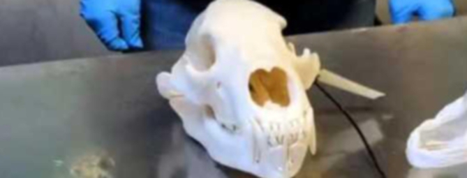 Tg Prealpina - Cranio d’orso in aeroporto