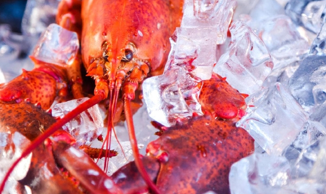 Tra gli spunti meno conosciuti tra quelli compresi  nel regolamento sul benessere degli animali c’è anche quello che i crostacei vivi non vanno tenuti sul ghiaccio