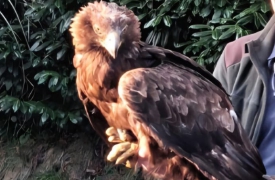 Trovano un’aquila reale in difficoltà, salvata dai vigili del fuoco