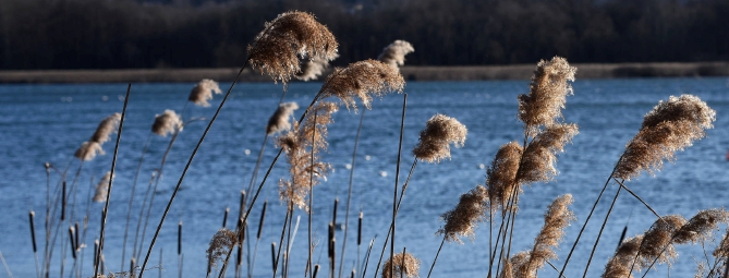 Tg Prealpina: allarme vento, chiusi i parchi