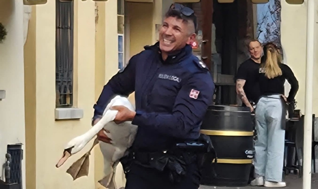 Il cigno ferito soccorso dall’agente