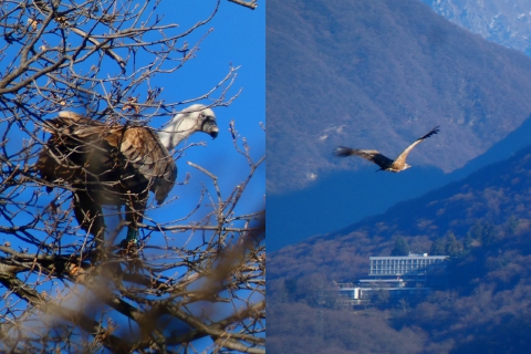 Il ritorno del grifone, in volo sulla Valceresio