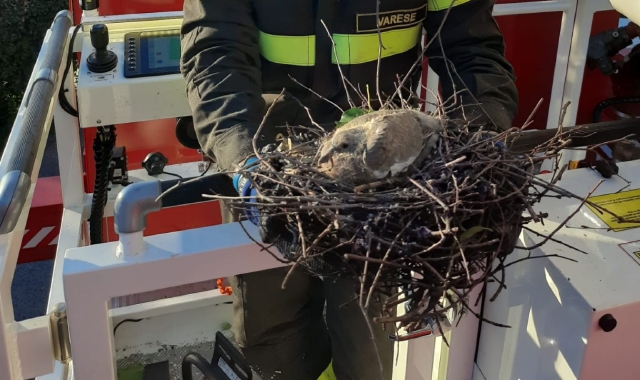 Crolla il palo, salvato il nido