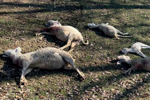 Strage di pecore, il Dna è del lupo. Ma niente panico