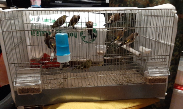 Uccelli protetti, undici esemplari sequestrati