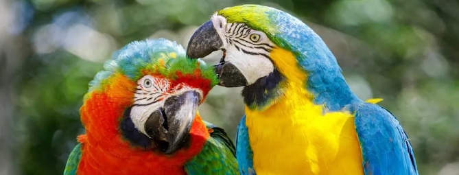 In casa con 39 animali. Finisce a processo