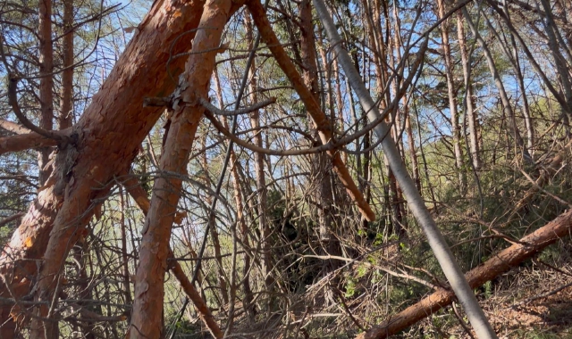 Strage di alberi sul Monte Chiusarella
