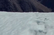 L'orso esce dal letargo e passeggia sulla neve