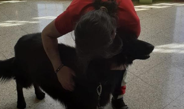 In ufficio insieme al cane: benefici per tutti