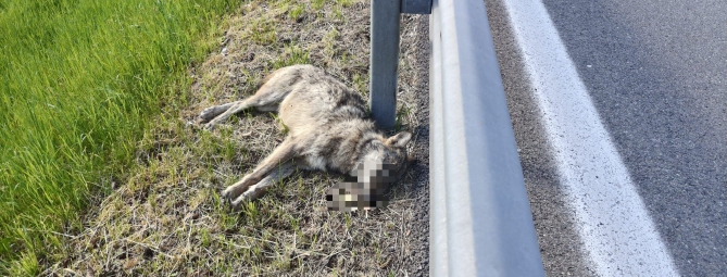 Lupo travolto e ucciso a Buguggiate