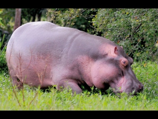 Colombia, magnate indiano offre rifugio agli ippopotami di Pablo Escobar