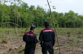 Distrugge il bosco per farsi l’orto: denunciato