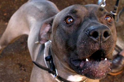Azzannato da un pitbull per salvare bimbo e oca