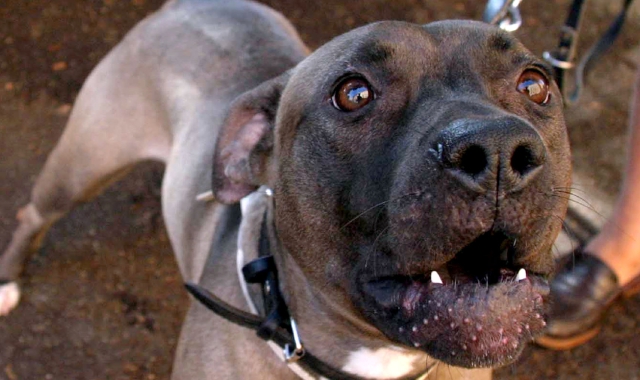 Azzannato da un pitbull per salvare bimbo e oca
