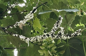 Anelli bianchi sulle piante: come difendersi dalla cocciniglia japonica