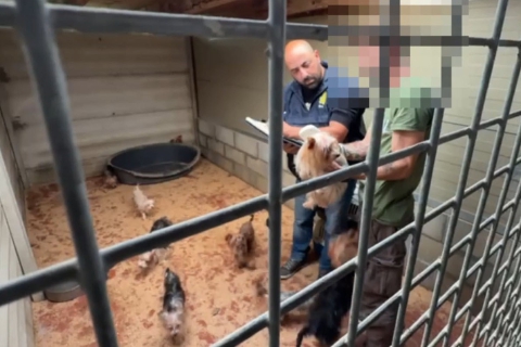 Cuccioli ammassati e denutriti: 40 cani salvati dall’allevamento abusivo