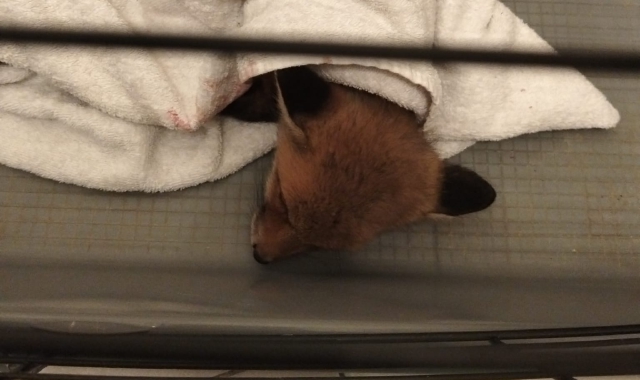 Cucciola di volpe salvata lungo la 336