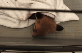 Cucciola di volpe salvata lungo la 336