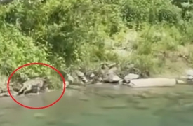 Lupi a spasso in riva al Toce