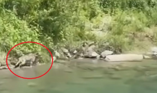 Lupi a spasso in riva al Toce
