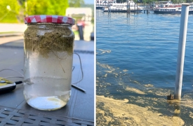Troppo caldo, il Lago Maggiore diventa giallo