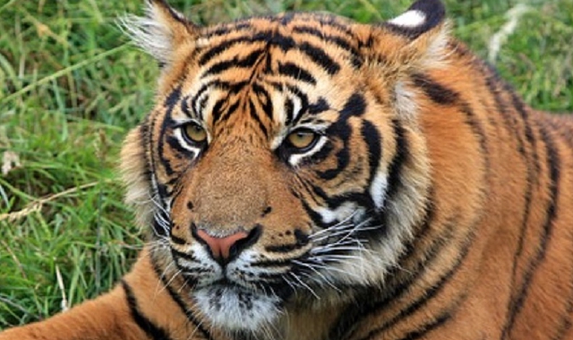 La tigre della Malesia a rischio di estinzione