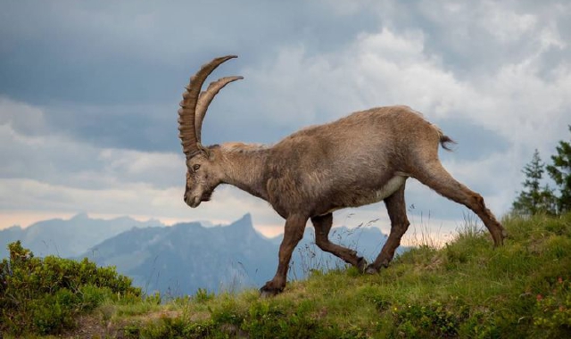 Niente caccia allo stambecco. Fuori dalla lista