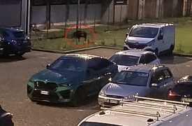 Cinghiale a spasso nel parco di Arona